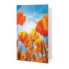 Le champ de tulipes Le champ de tulipes